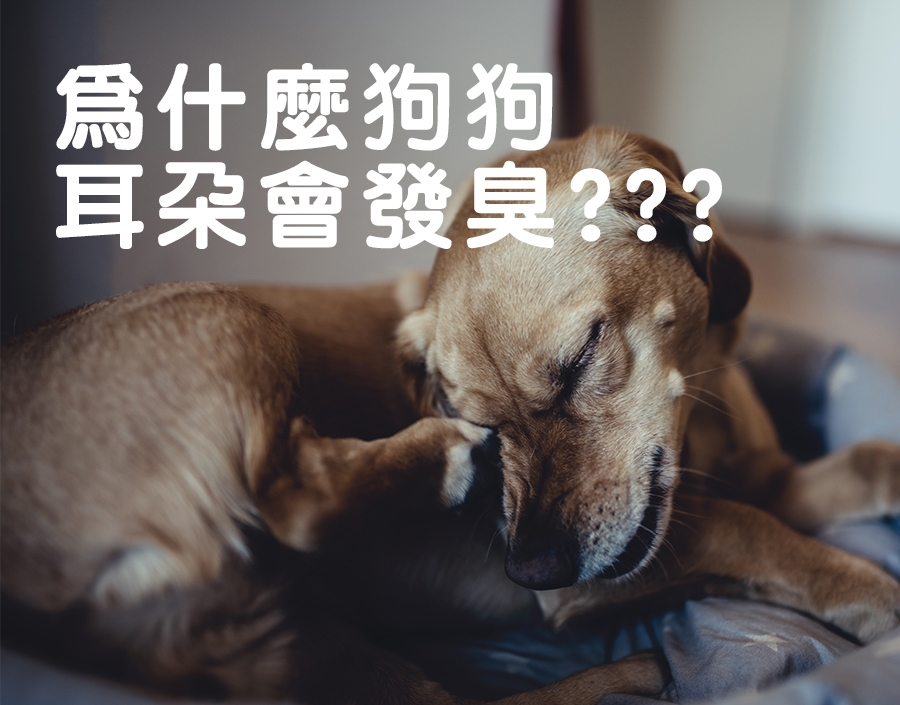 寵物知識_為什麼狗狗耳朵會發臭